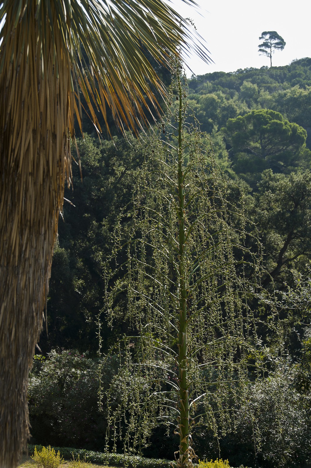 Arbre