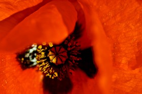Coeur de coquelicot