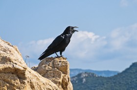 Corbeau