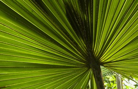 Feuille de palmier