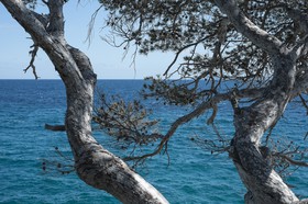 Le pin et la mer