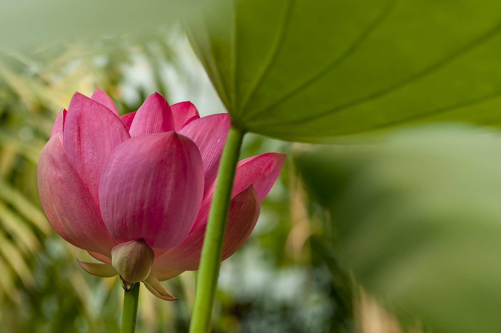 Lotus sacré