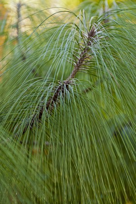 Branches de pins