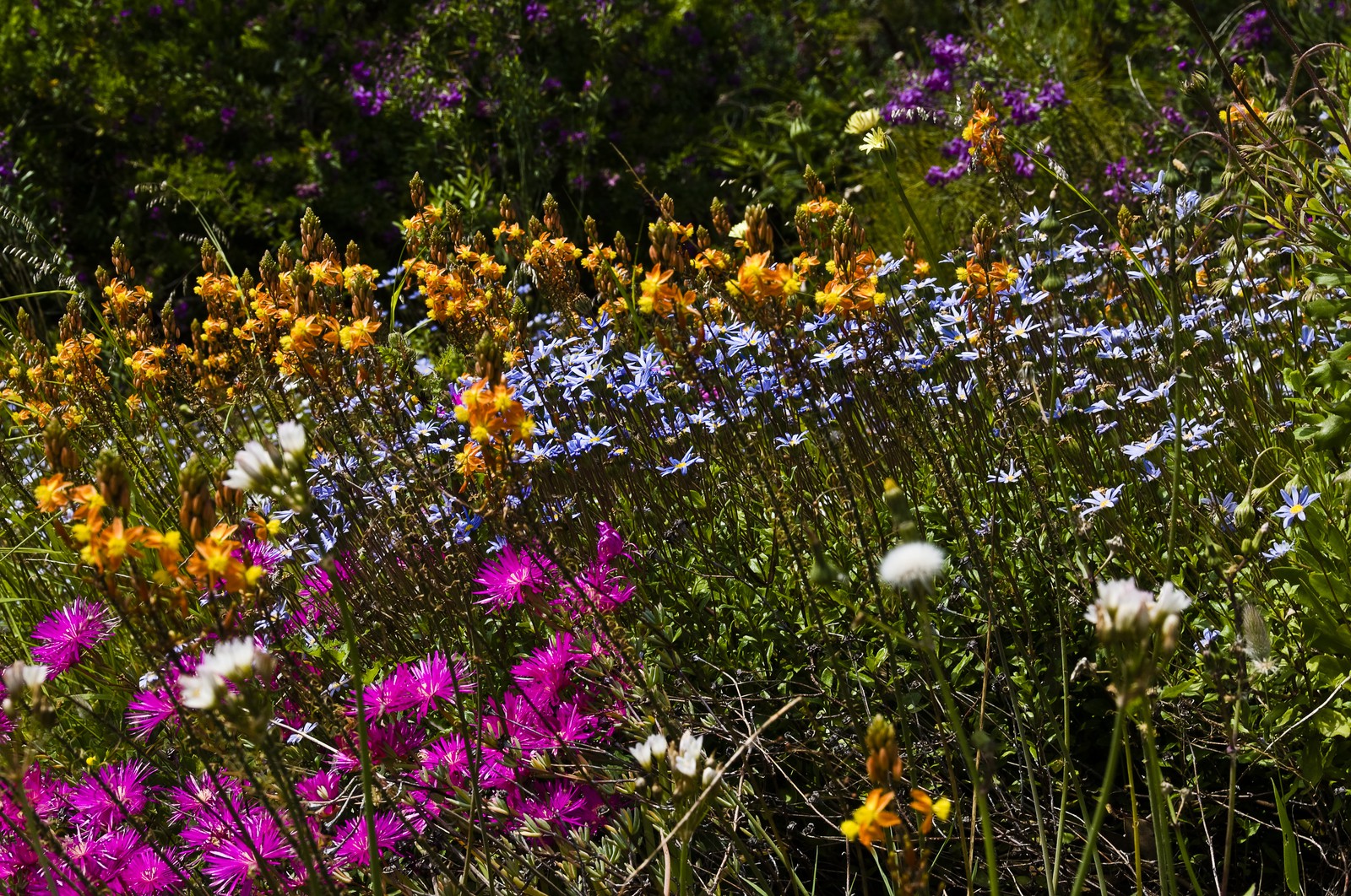 Parterre de fleurs