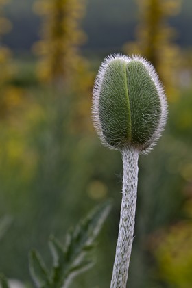 Bouton de pavot