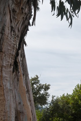 Eucalyptus