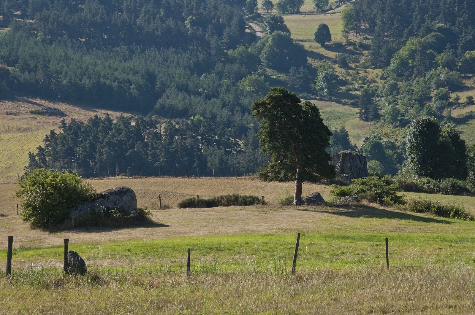 Paysage de Haute-Loire