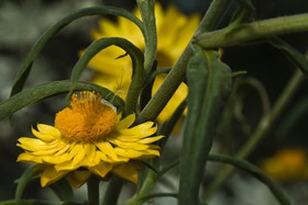 Fleur jaune