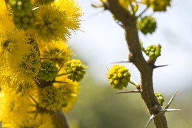Fleurs de mimosa