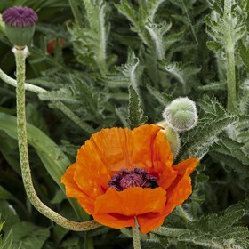 Fleur de pavot