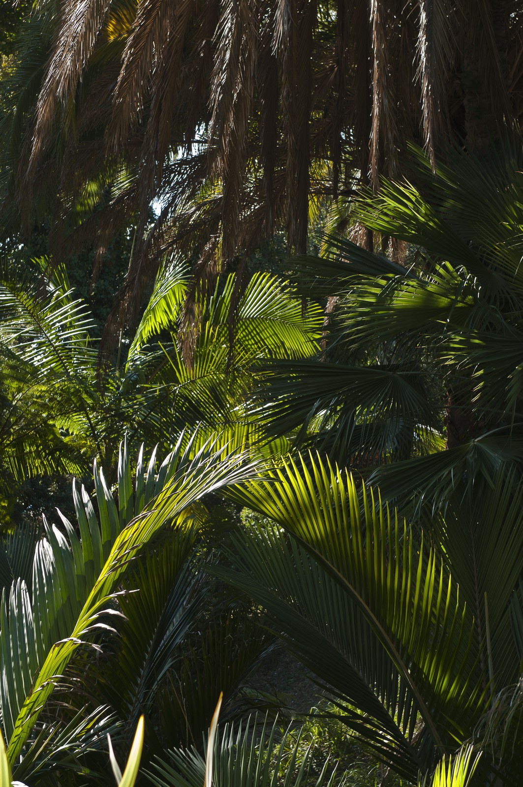 Palmiers nikau