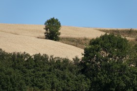 Champ de blé