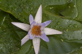 Lotus bleu