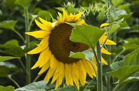 Fleur de tournesol