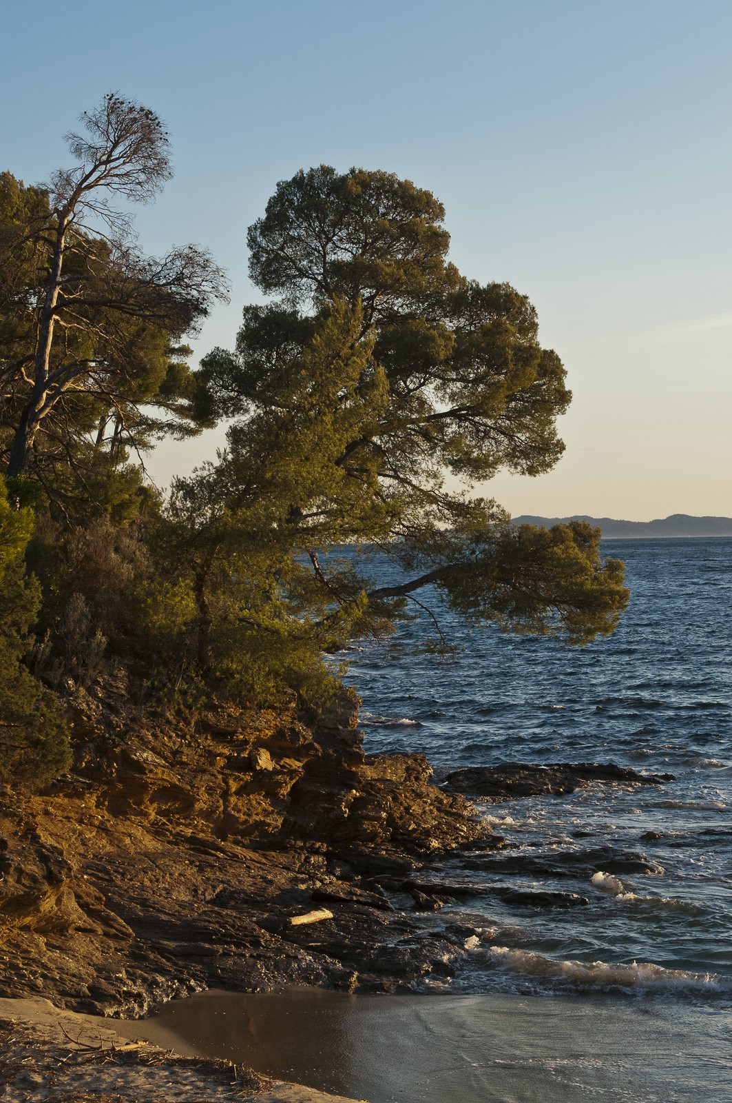 Pins sur le rivage