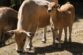 Vache et son veau