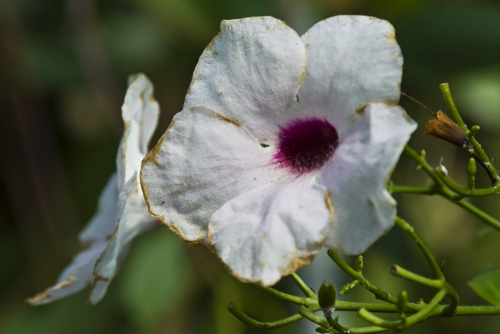 Fleur