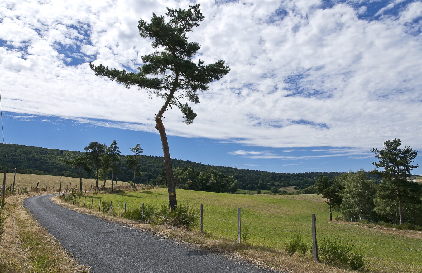 Pin au bord de la route