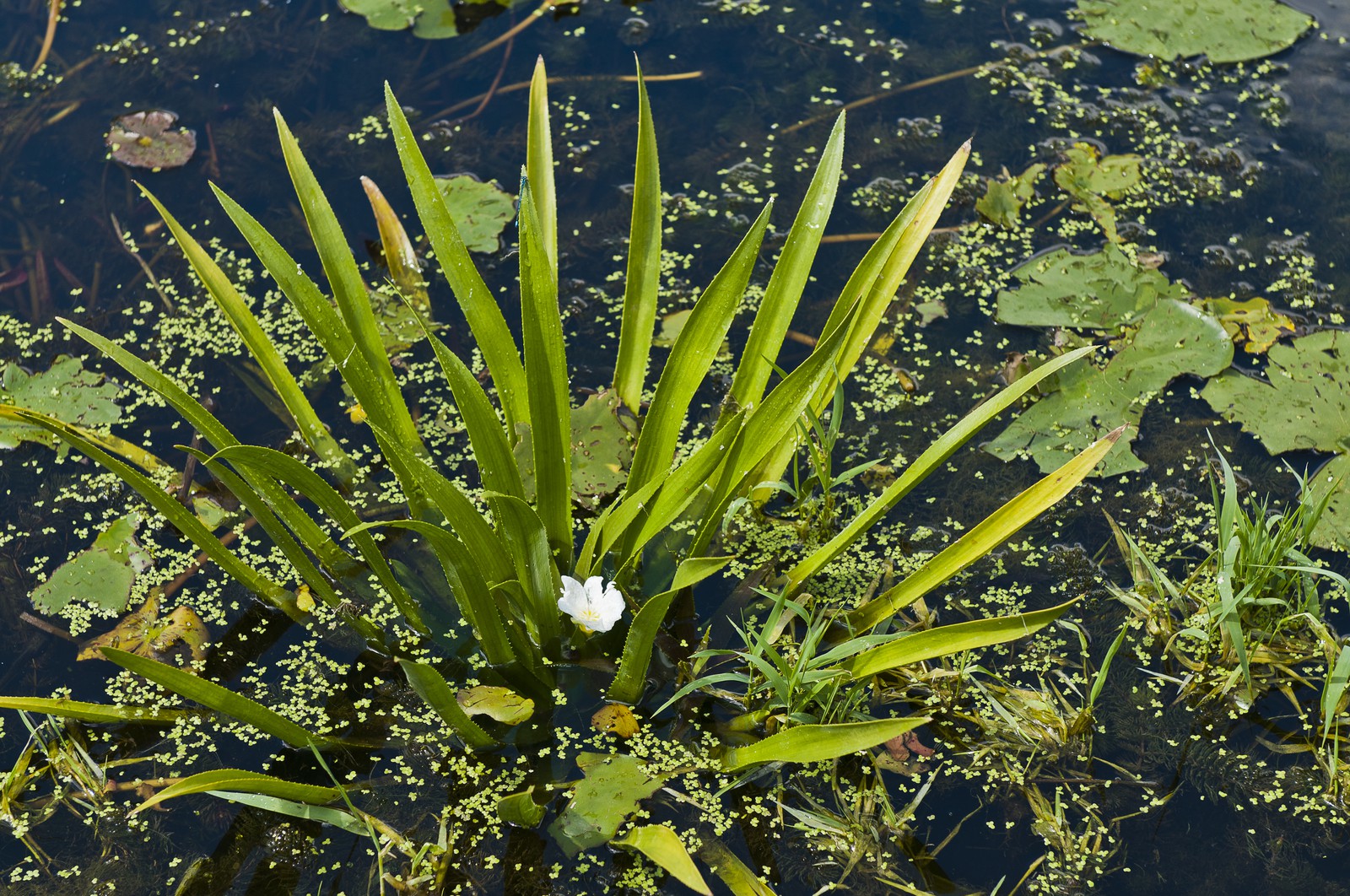 Aloès d'eau