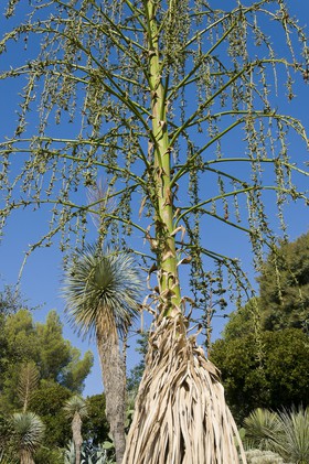 Arbre