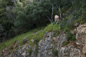 Vaches