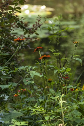Fleurs