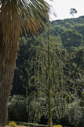 Arbre