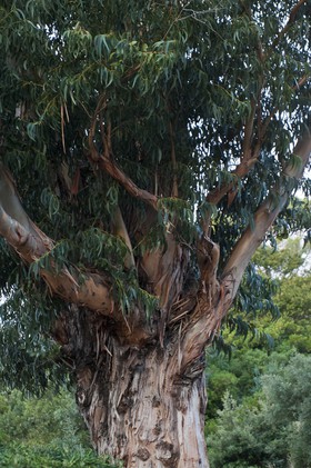 Eucalyptus