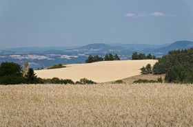 Champs de blé