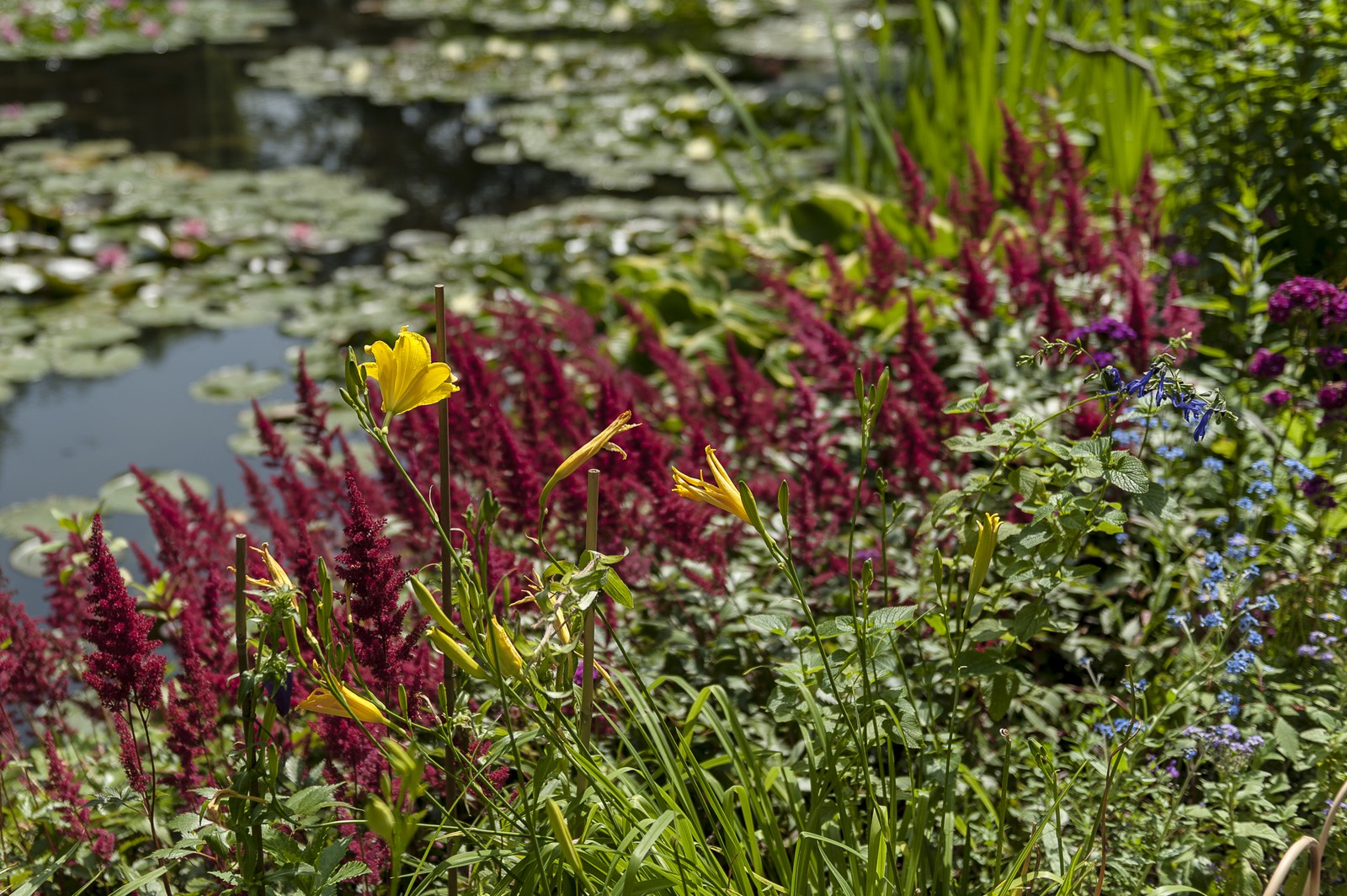 Fleurs