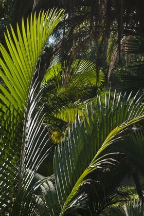 Palmiers nikau