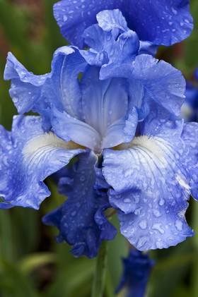 Fleur de lys