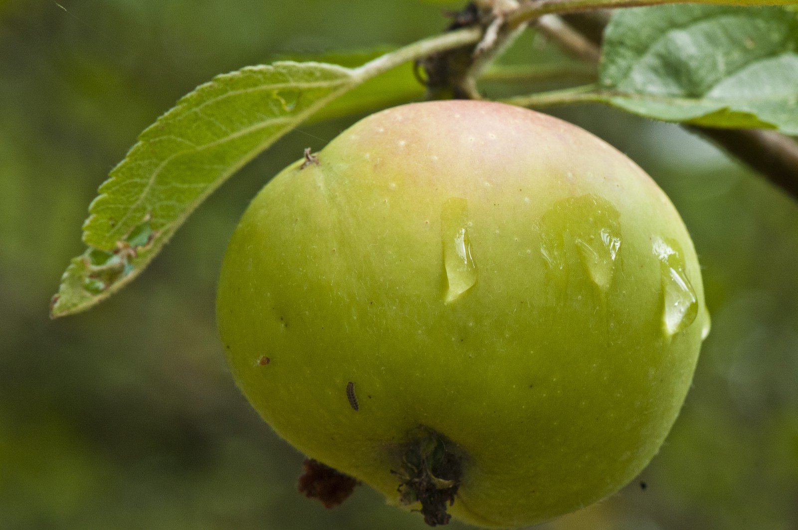 Pomme sur l'arbre