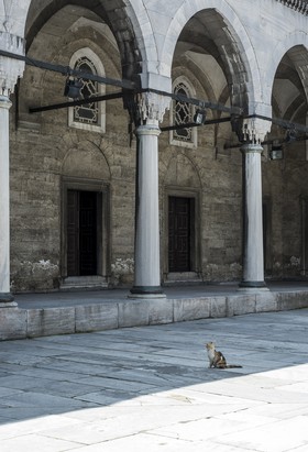 Le chat dans la mosquée