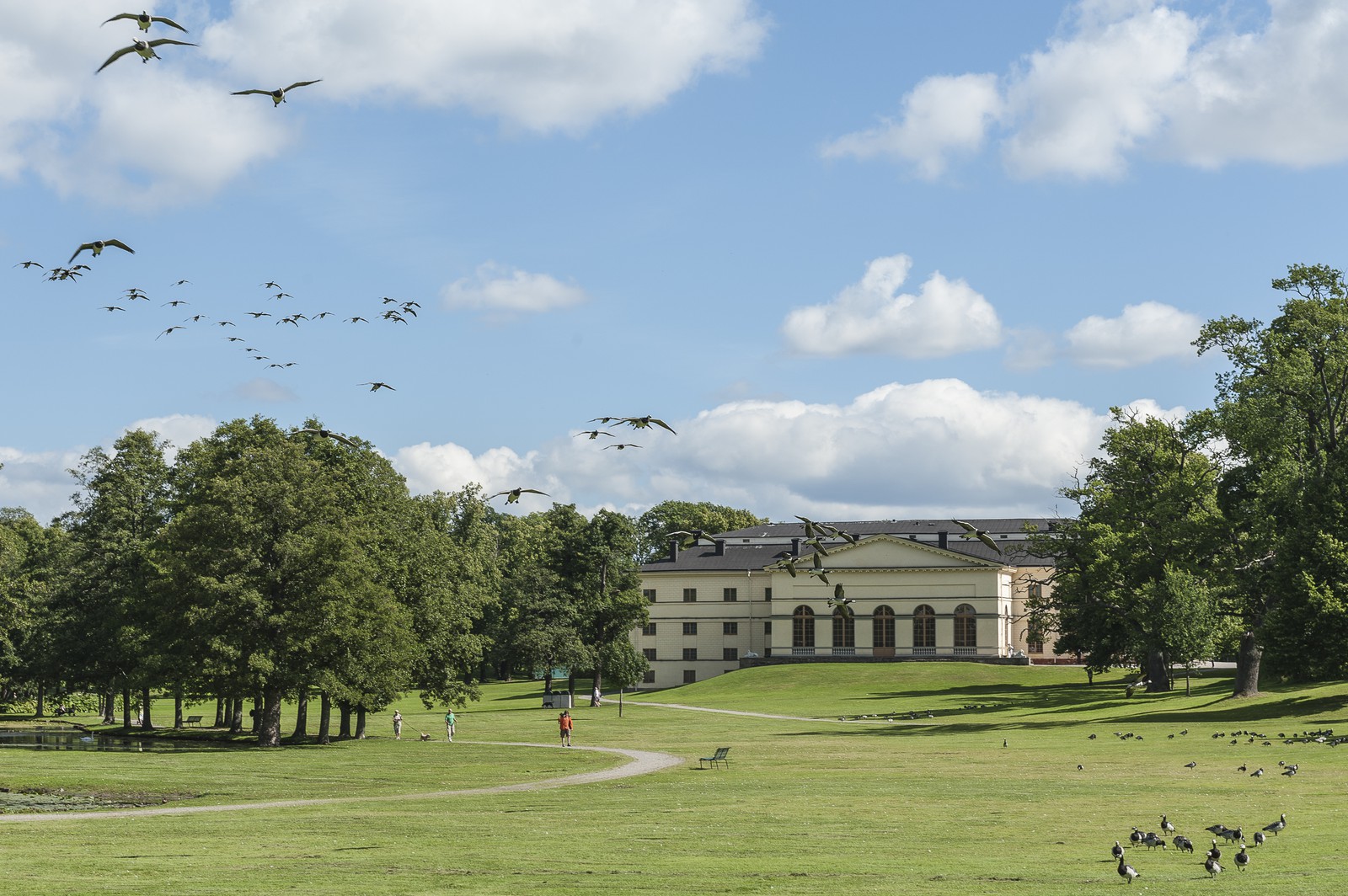 Envol d'oies bernaches