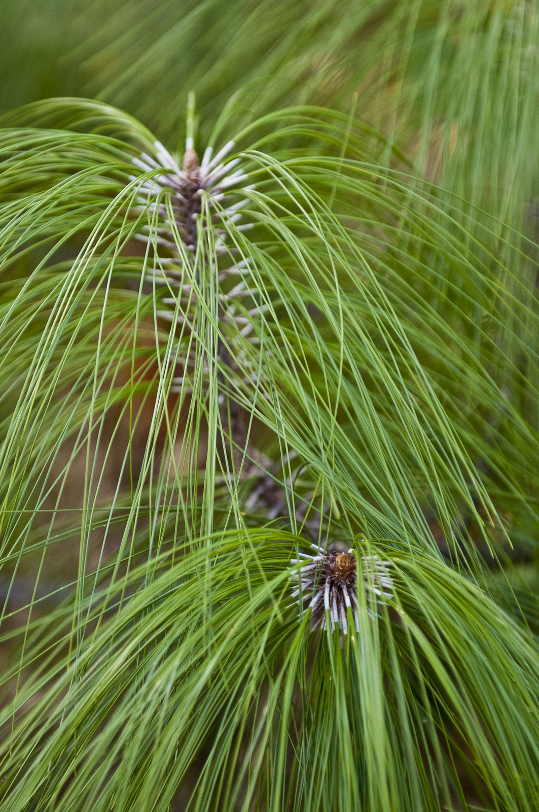 Branches de pins
