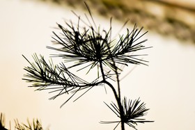 Aiguilles de pin