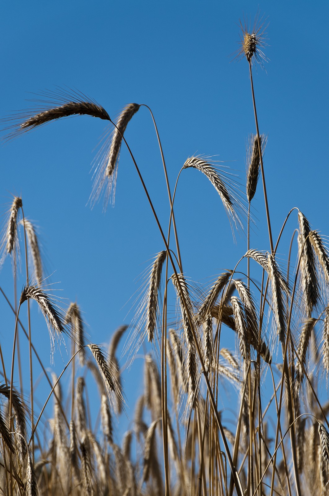 Epis de blé