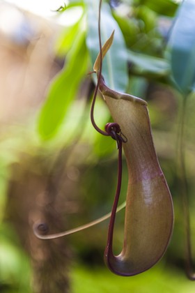 Plante carnivore