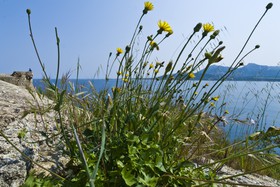 Fortifications