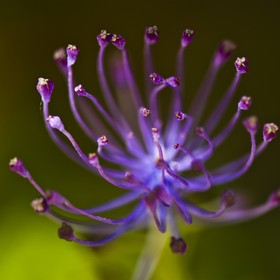 Fleur