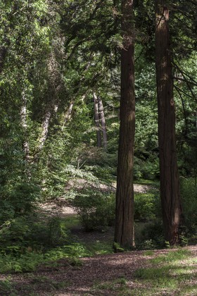 Sous-bois