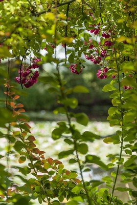 Fleurs