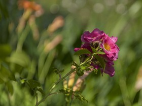 Fleurs
