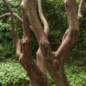 Rhododendrons