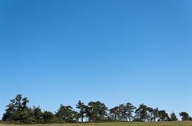 Ligne d'arbres
