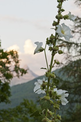 Rose trémière