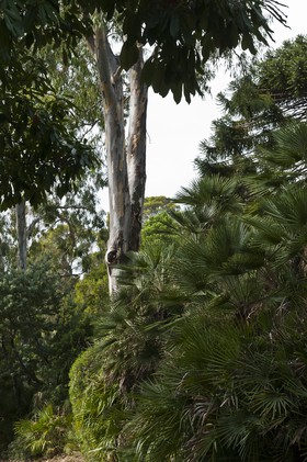 Eucalyptus