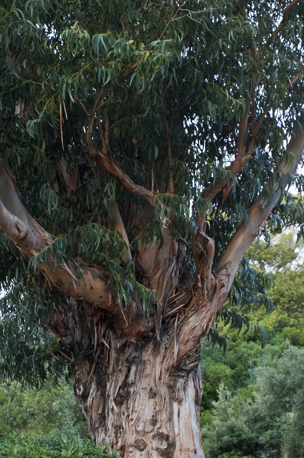Eucalyptus