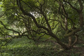 Rhododendrons